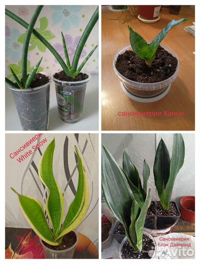 Продаю набор сансивьерии из 4-х видов