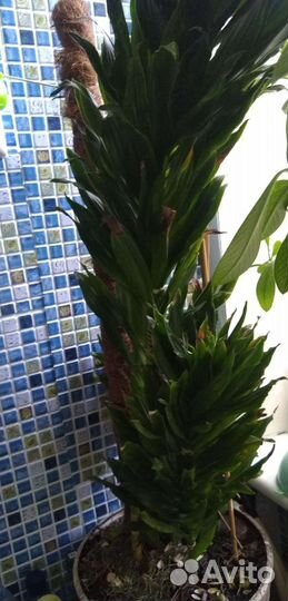 Комнатные растения,кактусы,диффенбахия