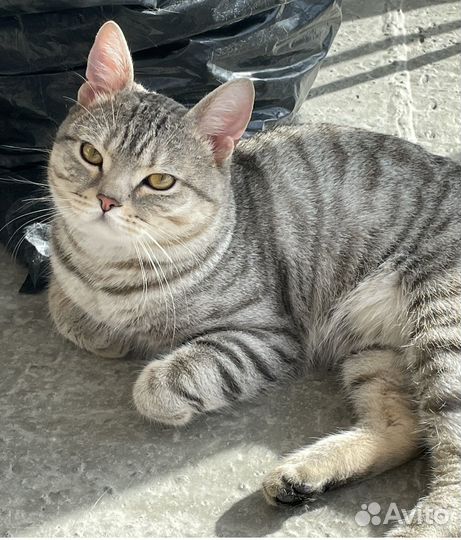 Кот на вязку