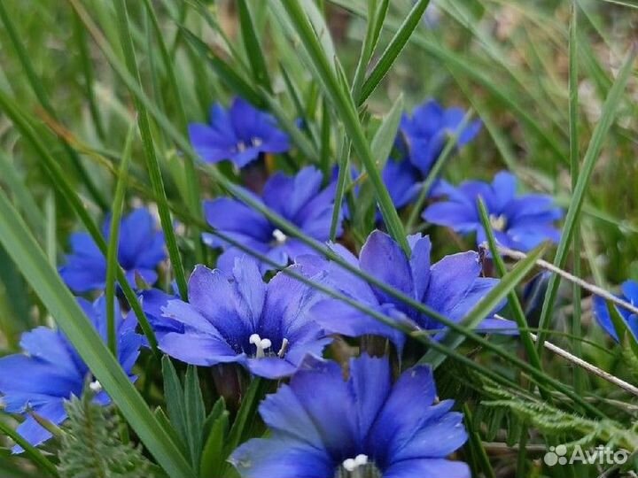 Экскурсия — Краснодар — Адыгея и плато Лаго-Наки и