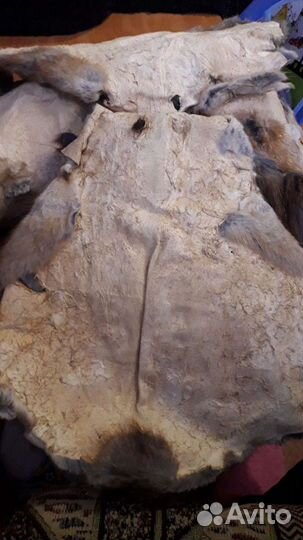 Шкурка ондатры