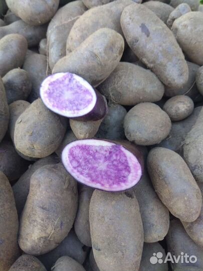 Синий картофель