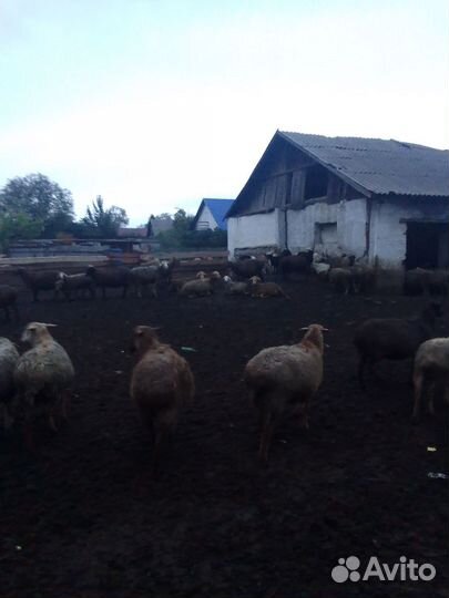 Овцы и бараны