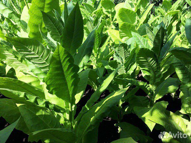 Семена табак