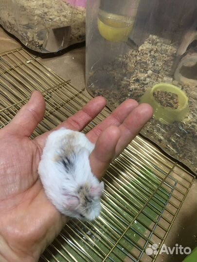 Хомячок Роборовского