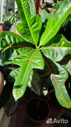 Кротон (кодиеум) мамми экселент