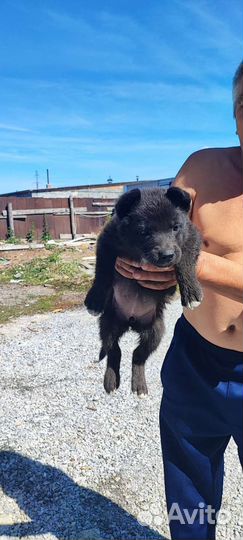 Собаки щенки бесплатно