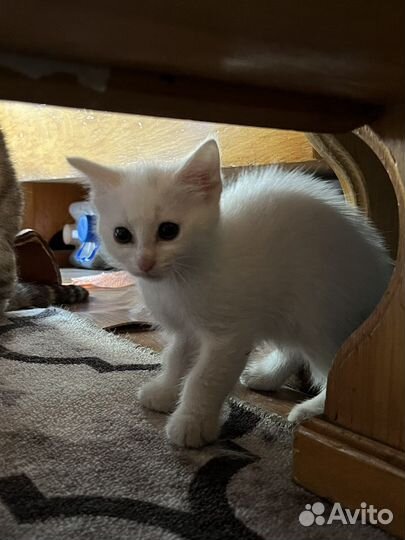 Котёнок от шотландской кошки