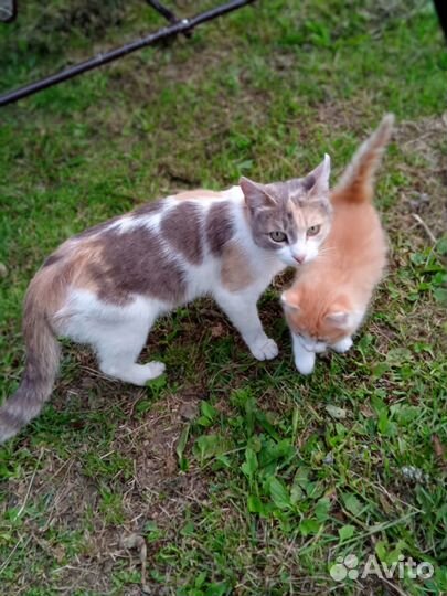 Котенок и кошка в добрые руки