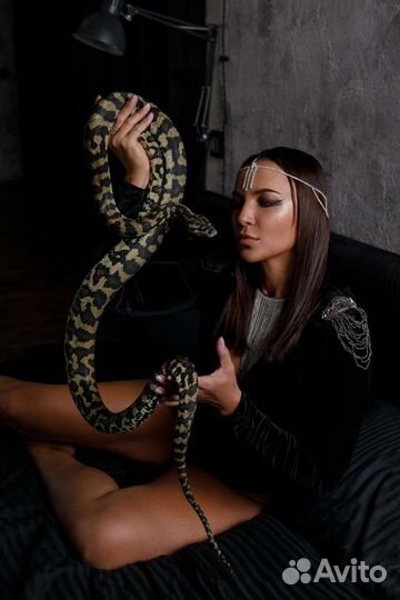 Аренда змей