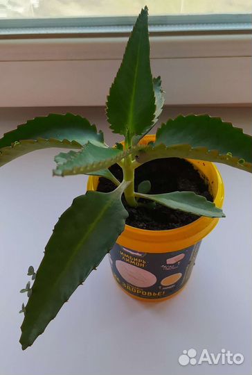 Каланхоэ лечебное