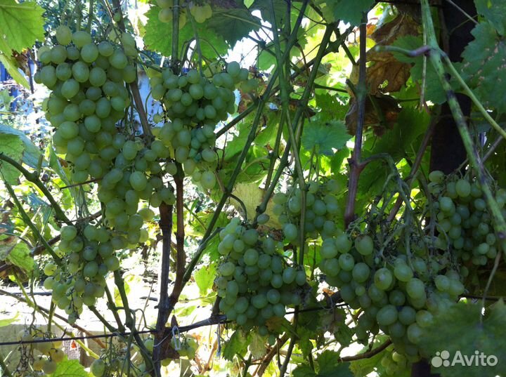 Саженцы винограда