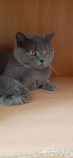 Британская кошка