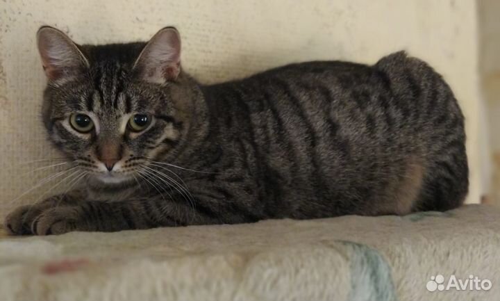 Молодая кошечка Грейс Келли ищет семью