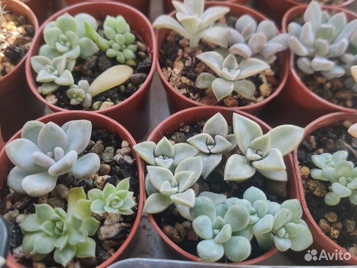 Суккуленты