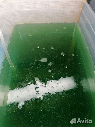 Фитопланктон корм для криветок, кораллов, рыбок