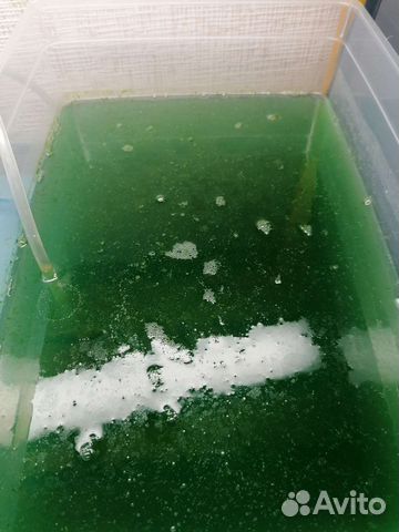 Фитопланктон корм для криветок, кораллов, рыбок