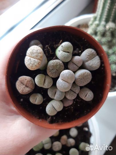 Литопсы живые камни