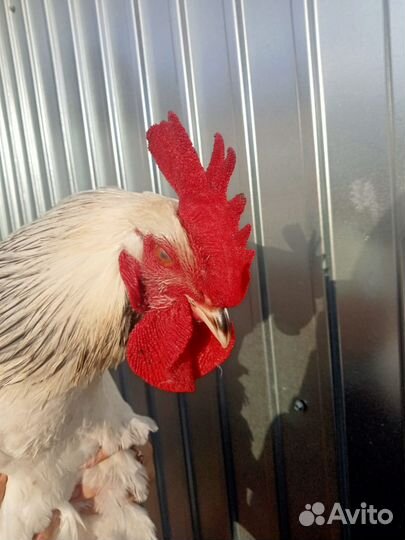 Молодые петушки