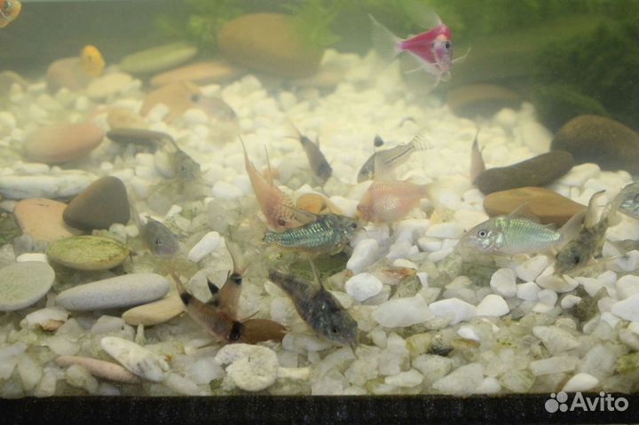 Анубиасы и коридорасы (крапчатые, панды)