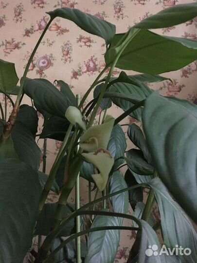 Аглаонема скромная