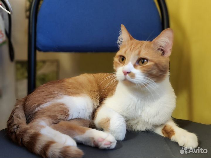 Сёма в поисках дома (2-3 года)