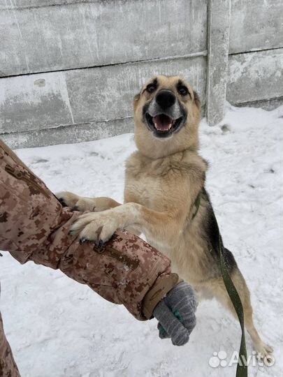 Очаровательный пес Муха в добрые руки