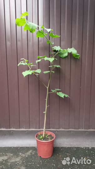 Липа обыкновенная