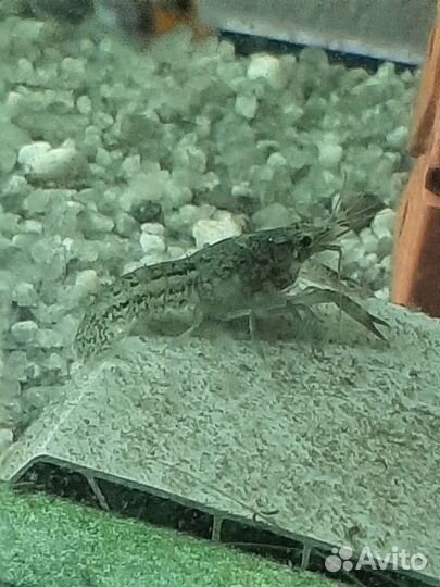 Аквариумный мраморный рак