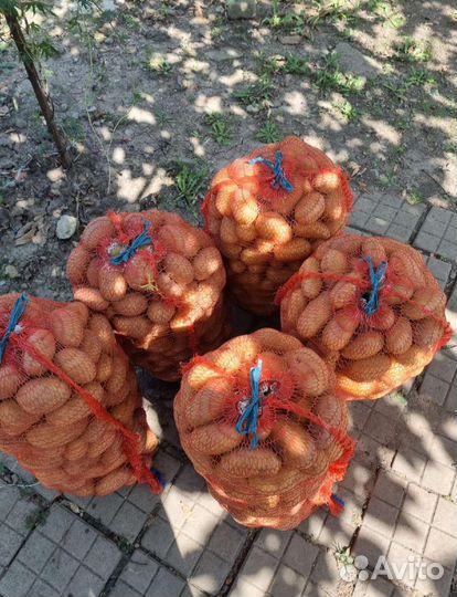 Картошка домашняя