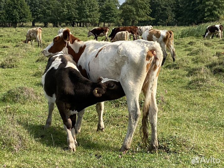 Быки коровы и телки