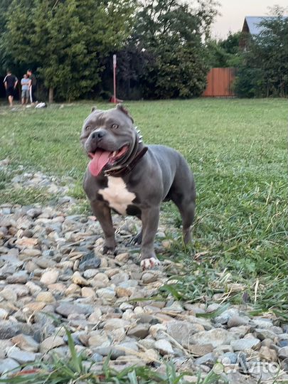 Американский булли вязка