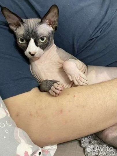 Донской сфинкс