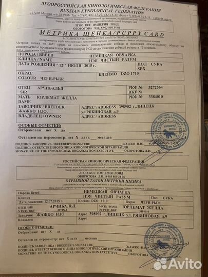 Собака немецкая овчарка девочка