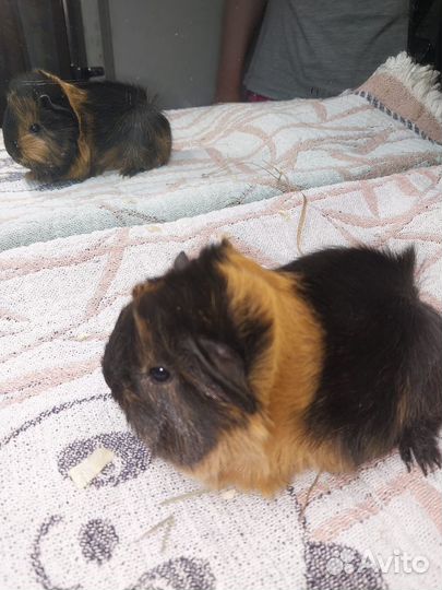 Малыши от длинношерстных морских свинок