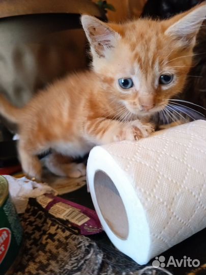 Рыжик котенок мальчик