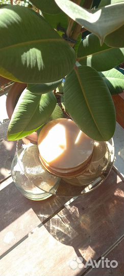 Чайный гриб