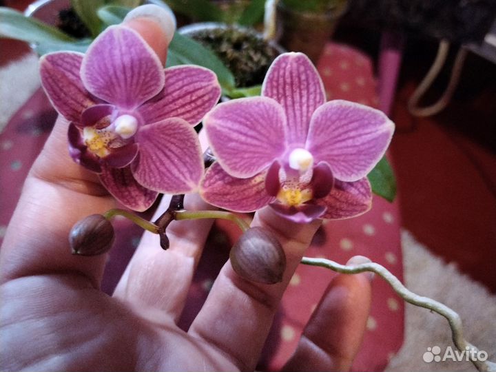 Орхидея фаленопсис