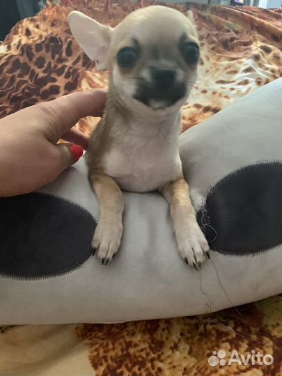 Супер мини чихуахуа