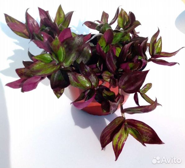 Традесканция (обмен/продажа)