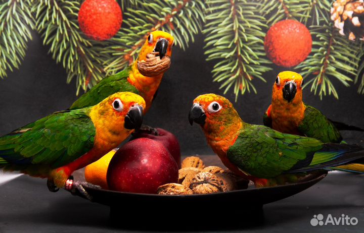 Аратинга Яндайя ручные птенцы выкормыши