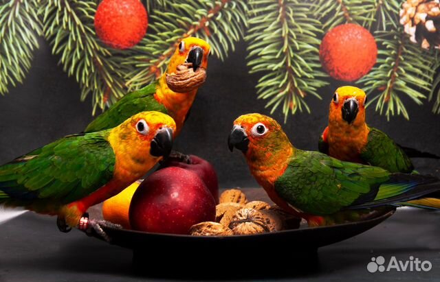 Аратинга Яндайя ручные птенцы выкормыши