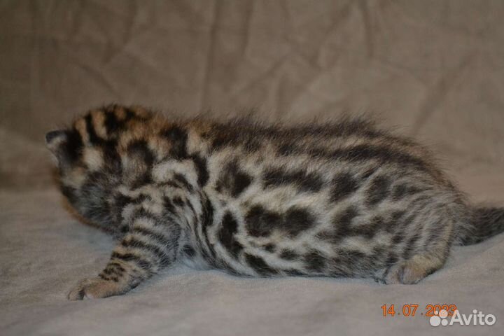 Бенгальские мальчики Ф1 от длк