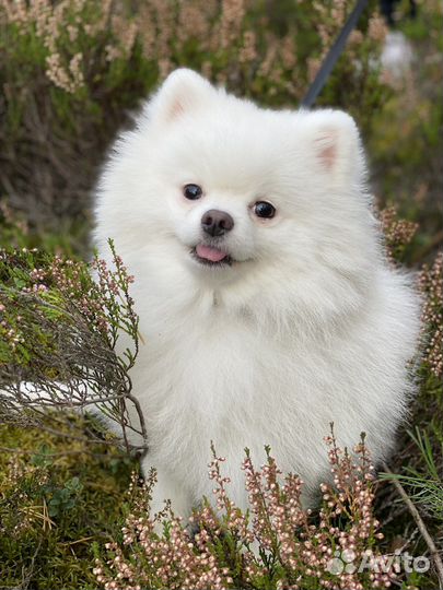 Вязка белого немецкого той шпица (померанского)