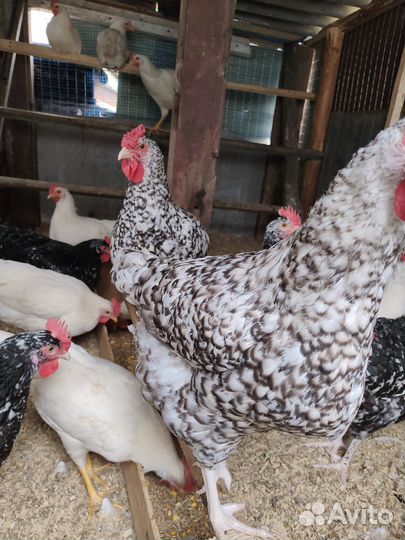 Куры пушкинская порода