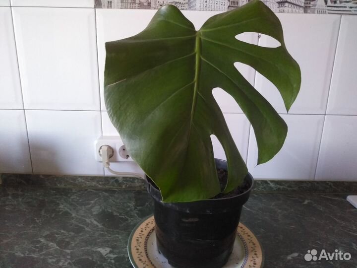 Цветок монстера