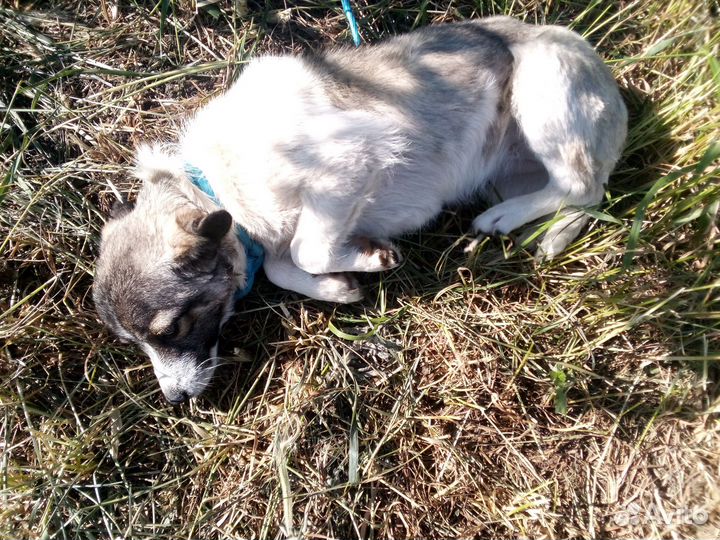 Собака в добрые руки