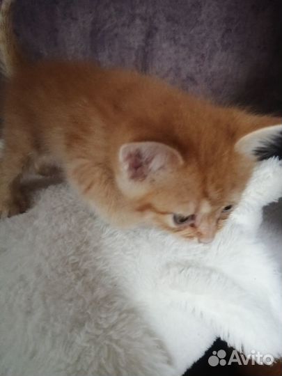 Отдам котят