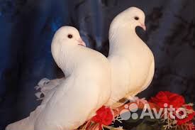 Голуби