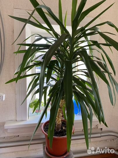 Домашняя пальма юкка